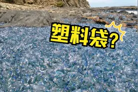 海滩上五颜六色，还以为是“塑料袋”，可凑近一看却不淡定了