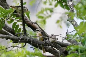 华商它世界：聪明的红尾伯劳 利用工具喂食幼鸟视频封面