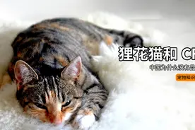 中国为什么没有品种猫？狸花猫为什么会被CFA除名？视频封面