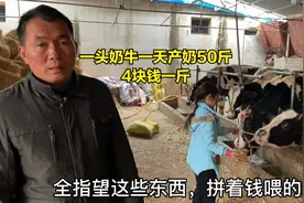河南农村大哥养了七头奶牛，天天往城里送牛奶，一年能赚多少钱？视频封面