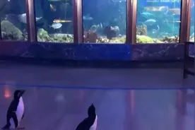美国一水族馆因疫情关闭  企鹅当起游客 到处闲逛参观其他动物