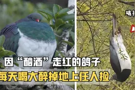 因“酗酒”而出名的新西兰木鸽，每天喝得大醉，掉在地上任人捡视频封面