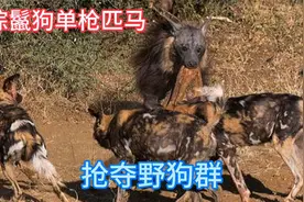 棕鬣狗嚣张跋扈，竟敢单枪匹马抢夺野狗群，属实威武视频封面