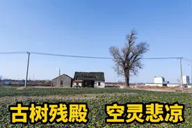 苏州一座800年古寺，残存一座快坍塌的观音殿，古树残殿空灵悲凉视频封面