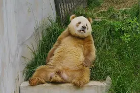 眼珠子滴溜溜的转，还喜欢偷听讲话，熊猫七仔到底有多少个心眼？视频封面