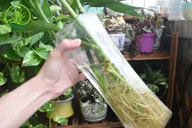 生活大百科之养富贵竹，摆放位置有讲究，四个地方摆一盆旺一盆视频封面