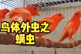 鸟知识分享之体外虫(血螨)，血螨虫的驱除是非常重要的一定要重视视频封面