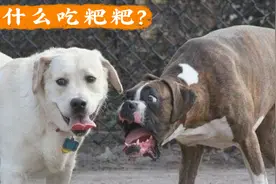 5个狗的奇怪行为，它们的缘由是什么？视频封面