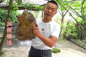 大型食用鳄龟宰杀方法，做出来以后香辣细腻太好吃了
