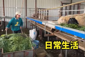 农村媳妇的日常生活，忙完羊圈忙家里，生活一堆琐事挺乐观视频封面