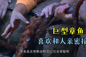 北太平洋巨型章鱼，最喜欢与人手拉手近距离接触，一点也不认生视频封面