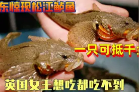 山东惊现松江鲈鱼，一只可抵千金，英国女王想吃都吃不到！视频封面