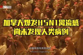加拿大爆发H5N1禽流感 尚未发现人类病例
