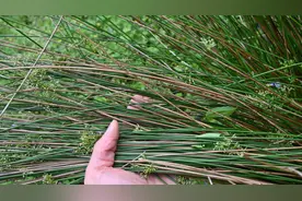 “灯心草”俗称“水灯心”，常用作泡茶喝、当枕头睡，经济又实用视频封面