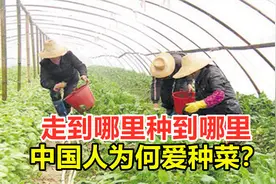 走到哪里种到哪里，中国人为何爱种菜？这在外国人眼中有多奇葩？视频封面