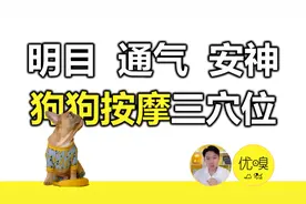 保护视力、缓解鼻塞、安神静心，单手可操作的狗狗头部按摩视频封面