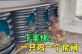 家里的土鸡有下蛋的地方了，把塑料管改装成鸡舍，效果很棒视频封面