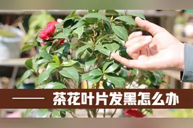 茶花出现叶片发黑怎么办，园艺师教你，用代森锰锌来解决视频封面
