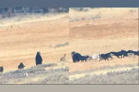 散步时突遭狼群包围猎杀 顽强黑熊心生一计绝命逃亡 结局惊人反转视频封面