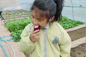 一款适合家庭种的“小萝卜”，可地栽，可盆栽，种上30天就能吃！视频封面