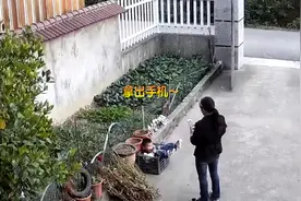 萌娃掉进筐里找奶奶求救，奶奶乐呵呵拿出手机拍照发家族群视频封面