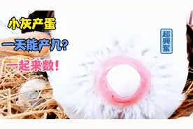 看完小灰和大毛产蛋，终于知道鸡屁股为什么那么香了。视频封面