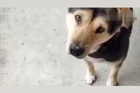 搞笑：小伙跳的啥玩意，就这大脚丫子甩的，我家哈士奇都吐白沫了