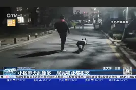 养犬人别“任性”！小区宠物狗“放飞天性”，居民物业都犯愁视频封面