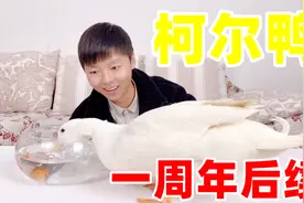 柯尔鸭后续：和大家一年没见，小柚子还是大家心中的那个样子吗？视频封面
