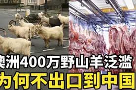 澳大利亚400万野山羊泛滥成灾，为何不出口到中国？视频封面