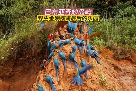 巴布亚奇妙岛屿，野生金刚鹦鹉最后的乐园