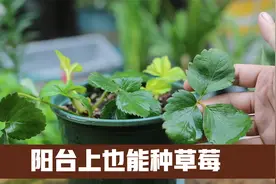 阳台上也能种水果？园艺师教你，种草莓盆栽，种一盆收获一筐草莓视频封面