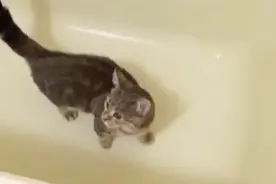 遇到流浪猫应该这么处理！既省时又省力！