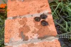 巨头蛋龟饲养水深多少合适，加深水位注意事项「龟谷鳖老」视频封面
