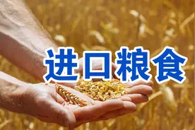 我国每年进口大量粮食，可农民宁愿打工也不在家种地，这正常么？