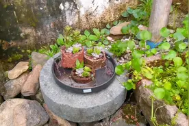别花冤枉钱买花盆了，用废弃蜂窝煤零成本制作多肉盆栽，低碳环保视频封面