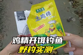 鸡精开饵比味精效果还要好？小伙野钓实测：受欢迎的先吃完