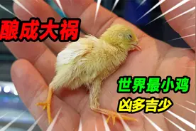 好心做坏事酿成大祸，世界之最芦丁鸡凶多吉少，这次性命保不住了视频封面