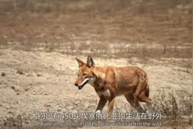 纪录片：埃塞俄比亚狼视频封面