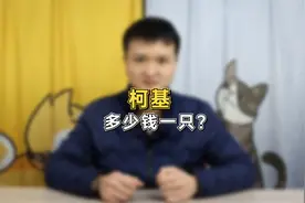 柯基多少钱一只？视频封面