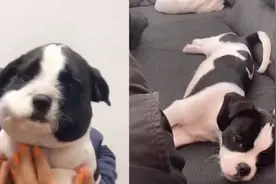 小狗吃蜜蜂后脸部肿胀变熊猫，主人看了哭笑不得视频封面