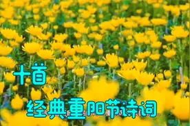 十首重阳节诗词重阳是传统节日老人节传统美德登高视频封面