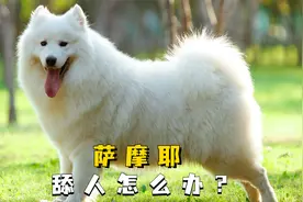 萨摩耶舔你的4大原因，大部分人只知道前3个！视频封面