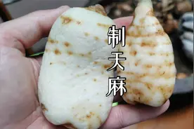 炮制天麻也是一个技术活，大家猜猜30斤新鲜天麻能晒几斤干天麻