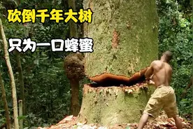 在百米高空采蜂蜜，爬树如履平地，纪录片解说视频封面