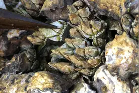 礁石上密密麻麻全是肥美的佛手螺，村大少用两种钳轮流拔，好过瘾视频封面