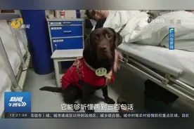 暖心！导盲犬被特许进病房探望生病主人，一出场瞬间萌化了全场视频封面
