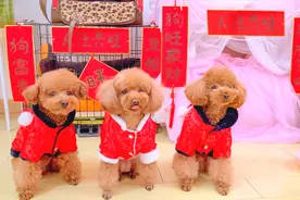 萌宠开年记：主人手写小对联，贴满狗狗家具，在家过年也热热闹闹视频封面