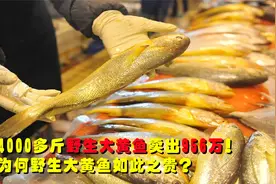 4000多斤野生大黄鱼，卖出957万！为何野生大黄鱼这么贵？视频封面