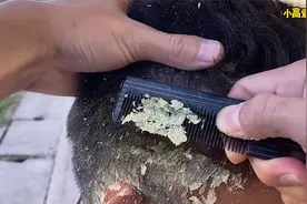 超级下饭，给帅哥清理头皮屑，过程好解压！